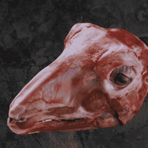 Head (Goat/ Lamb)