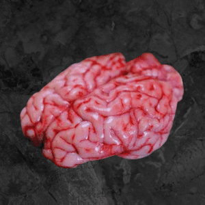 Cow Brain